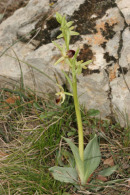 06-3077 Early Spider Orchid (Ophrys sphegodes) and Immediate Environment, Gorges Du Tarn, Cevennes National Park, France